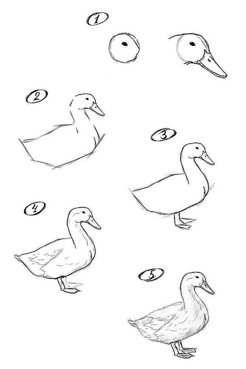 Dibujos de Bosquejo del pato