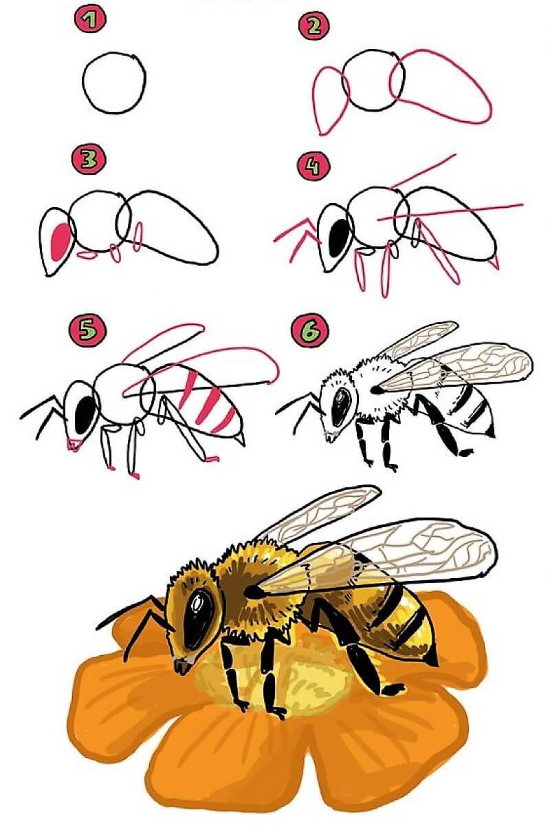 Dibujos de Abejas Meliponas