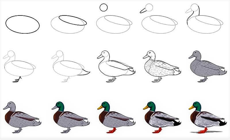 Dibujos de Un pato de cabeza verde