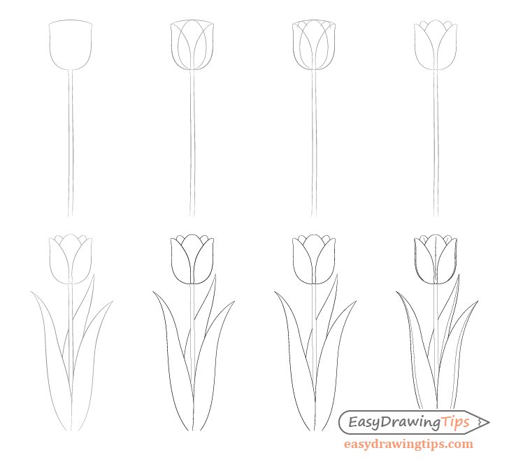 Dibujos de Tulipán a lápiz