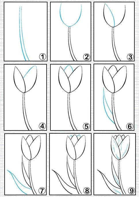 Dibujos de Un tulipán – Idea 9