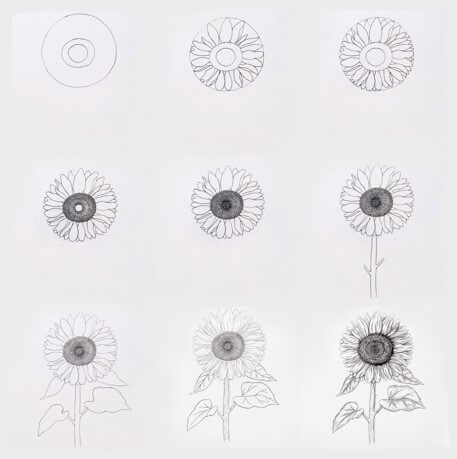 Dibujos de Un girasol a lápiz - Idea 12