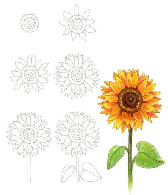 Dibujos de Un girasol realista