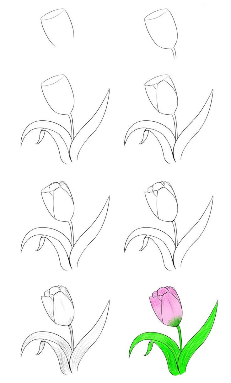 Dibujos de Flor de tulipán