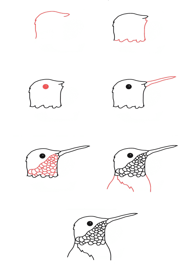 Dibujos de La cabeza de un colibrí