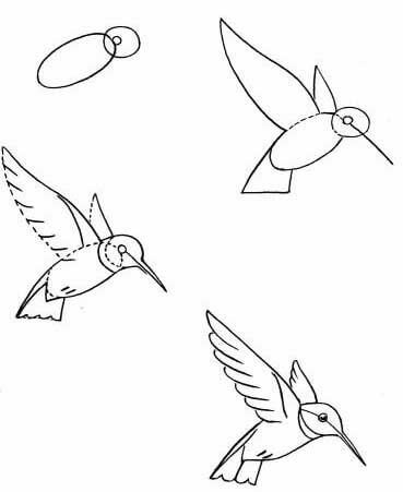 Dibujos de Un Colibrí - Idea 14