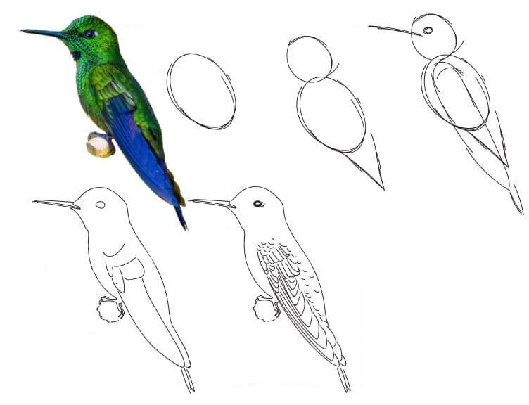 Dibujos de Un Colibrí - Idea 31