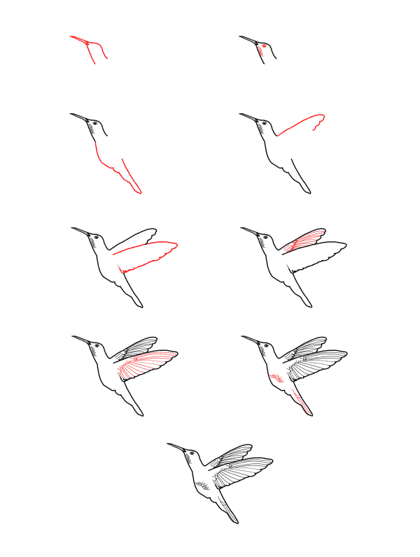 Dibujos de Un Colibrí - Idea 34