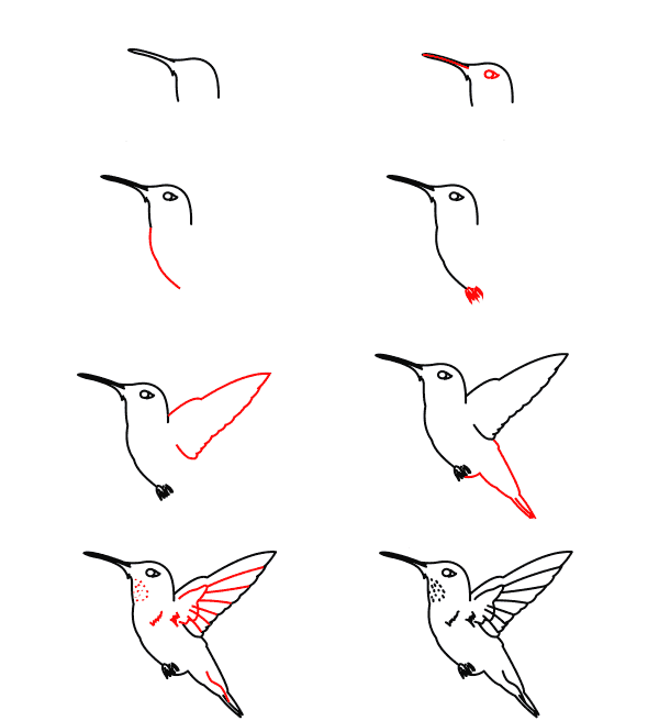 Dibujos de Un colibrí rufo