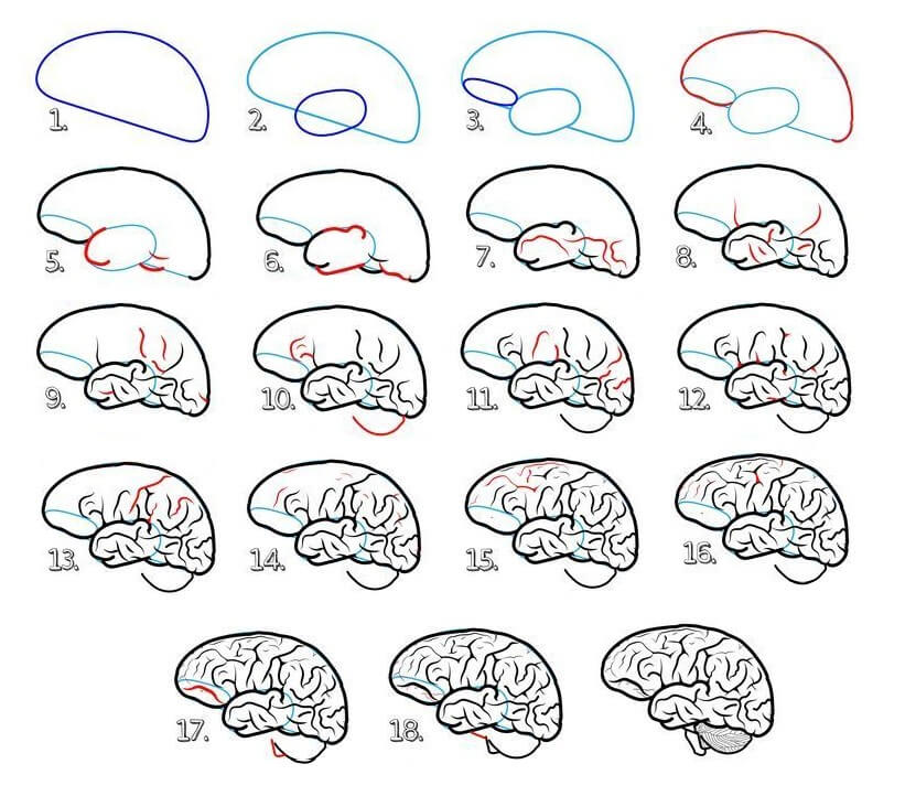 Dibujos de Cerebro Humano