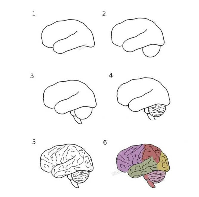 Dibujos de Cerebro y sus partes